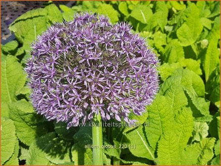 Allium 'Globus' | Sierui, Look | Lauch
