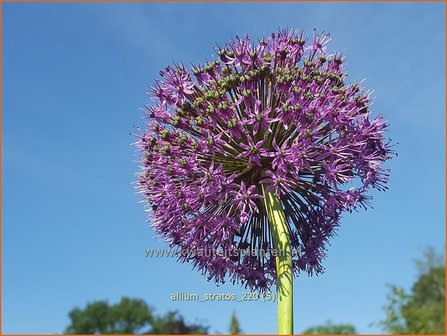 Allium &#39;Stratos&#39; | Sierui, Look | Lauch