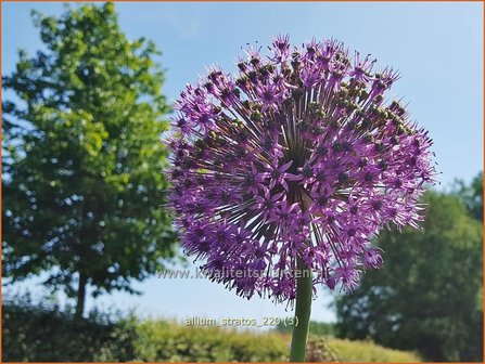 Allium &#39;Stratos&#39; | Sierui, Look | Lauch