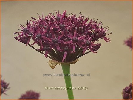 Allium atropurpureum | Sierui, Look | Granat-Kugellauch