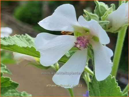 Althaea officinalis | Echte heemst, Heemst | Gebr&auml;uchlicher Eibisch | Common Marsh Mallow