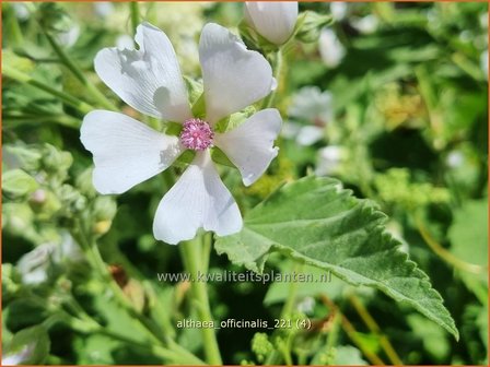 Althaea officinalis | Heemst | Gebräuchlicher Eibisch
