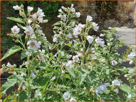 Althaea officinalis | Heemst | Gebräuchlicher Eibisch