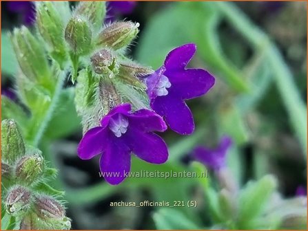 Anchusa officinalis | Gewone ossentong, Ossentong | Gew&ouml;hnliche Ochsenzunge