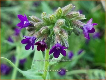Anchusa officinalis | Gewone ossentong, Ossentong | Gew&ouml;hnliche Ochsenzunge