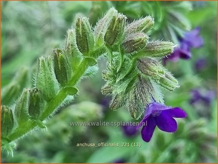 Anchusa officinalis | Gewone ossentong, Ossentong | Gew&ouml;hnliche Ochsenzunge