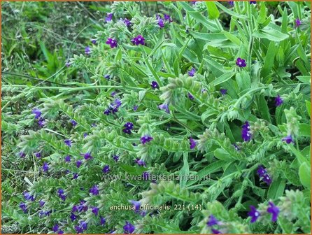Anchusa officinalis | Gewone ossentong, Ossentong | Gew&ouml;hnliche Ochsenzunge