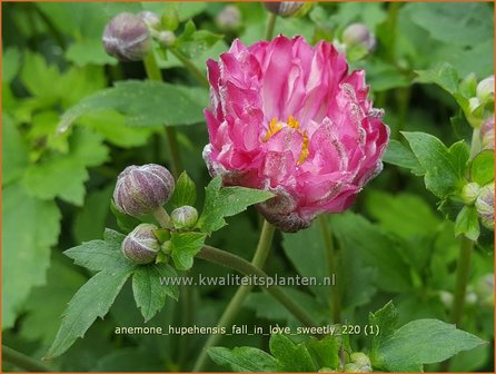 Anemone hupehensis 'Fall in Love Sweetly' | Herfstanemoon, Japanse anemoon, Anemoon | Herbstanemone
