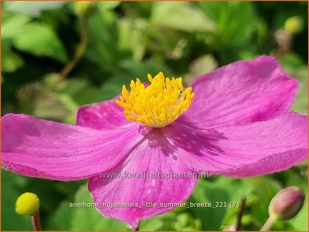 Anemone hupehensis 'Little Summer Breeze' | Herfstanemoon, Japanse anemoon, Anemoon | Herbstanemone
