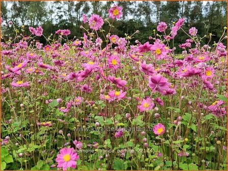 Anemone hybrida &amp;#39;Pamina&amp;#39; | Herfstanemoon, Japanse anemoon, Anemoon | Herbstanemone