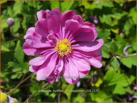 Anemone hybrida &#039;Rotk&auml;ppchen&#039; | Herfstanemoon, Japanse anemoon, Anemoon | Herbstanemone