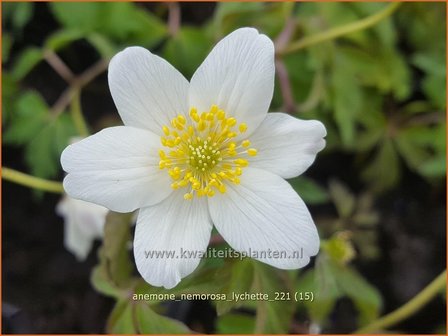 Anemone nemorosa &amp;#39;Lychette&amp;#39; | Bosanemoon, Anemoon | Busch-Windr&ouml;schen