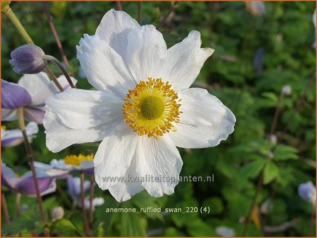 Anemone &amp;#39;Ruffled Swan&amp;#39; | Anemoon | Anemone