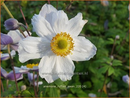 Anemone &amp;#39;Ruffled Swan&amp;#39; | Anemoon | Anemone