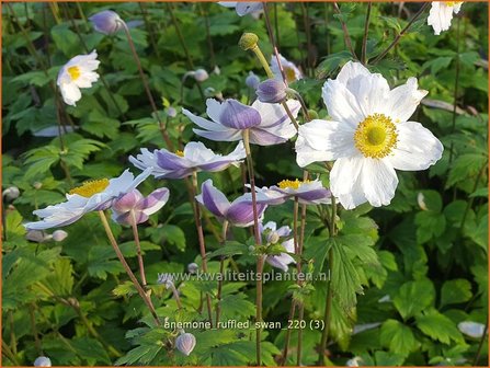 Anemone &amp;#39;Ruffled Swan&amp;#39; | Anemoon | Anemone