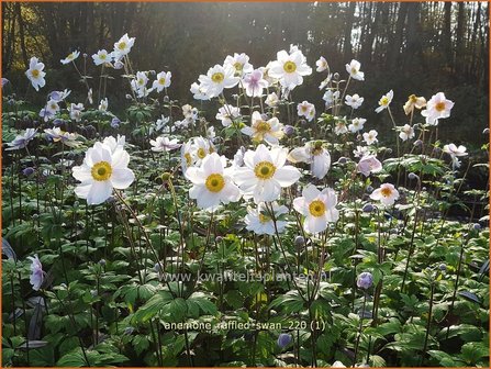 Anemone &amp;#39;Ruffled Swan&amp;#39; | Anemoon | Anemone