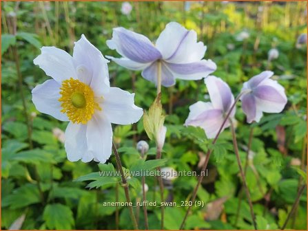 Anemone &amp;#39;Ruffled Swan&amp;#39; | Anemoon | Anemone