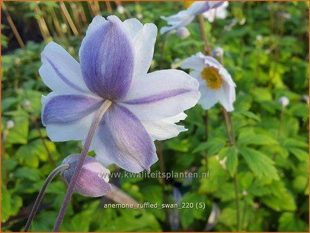 Anemone &amp;#39;Ruffled Swan&amp;#39; | Anemoon | Anemone