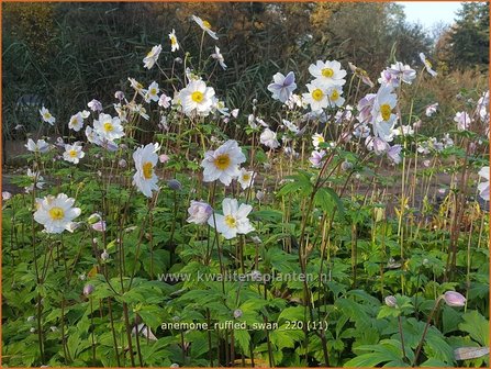 Anemone &amp;#39;Ruffled Swan&amp;#39; | Anemoon | Anemone