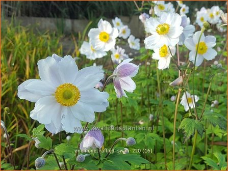 Anemone &amp;#39;Ruffled Swan&amp;#39; | Anemoon | Anemone