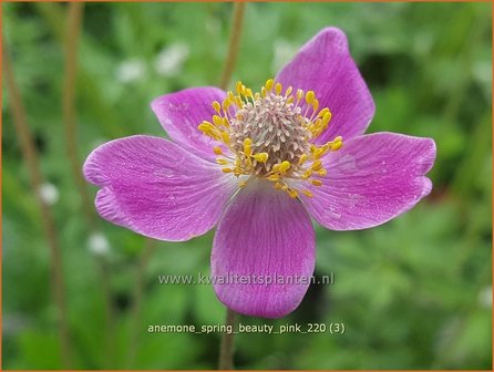 Anemone &amp;#39;Spring Beauty Pink&amp;#39; | Anemoon | Anemone