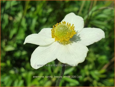 Anemone &amp;#39;Spring Beauty White&amp;#39; | Anemoon | Anemone