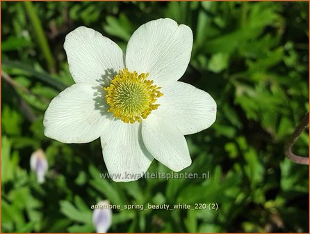 Anemone &amp;#39;Spring Beauty White&amp;#39; | Anemoon | Anemone