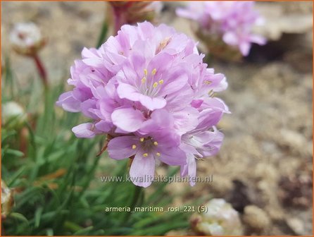 Armeria maritima &amp;#39;Rosi&amp;#39; | Engels gras | Grasnelke