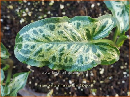 Arum italicum &amp;#39;Marmoratum&amp;#39; | Aronskelk | Italienischer Aronstab