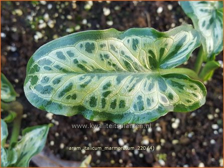 Arum italicum &amp;#39;Marmoratum&amp;#39; | Aronskelk | Italienischer Aronstab