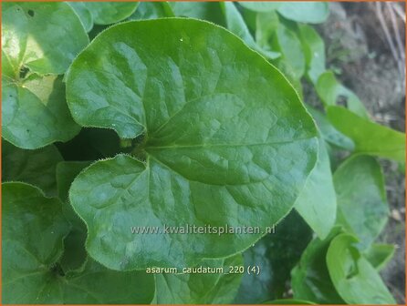 Asarum caudatum | Mansoor, Hazelwortel, Wilde gember | Geschw&auml;nzte Haselwurz