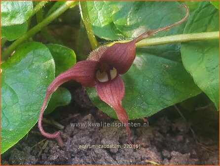 Asarum caudatum | Mansoor, Hazelwortel, Wilde gember | Geschw&auml;nzte Haselwurz