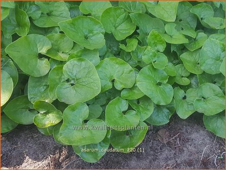 Asarum caudatum | Mansoor, Hazelwortel, Wilde gember | Geschw&auml;nzte Haselwurz
