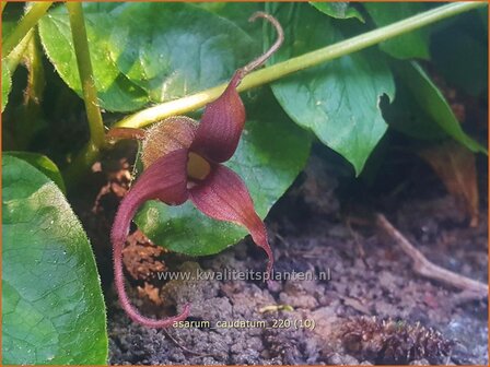 Asarum caudatum | Mansoor, Hazelwortel, Wilde gember | Geschw&auml;nzte Haselwurz