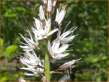 Asphodelus cerasiferus | Affodil | Affodill