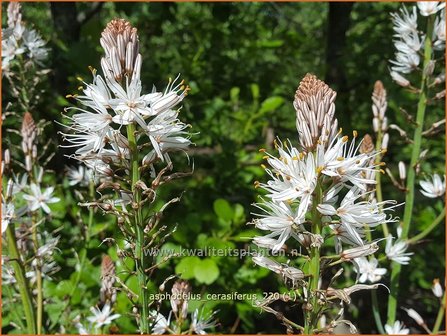 Asphodelus cerasiferus | Affodil | Affodill