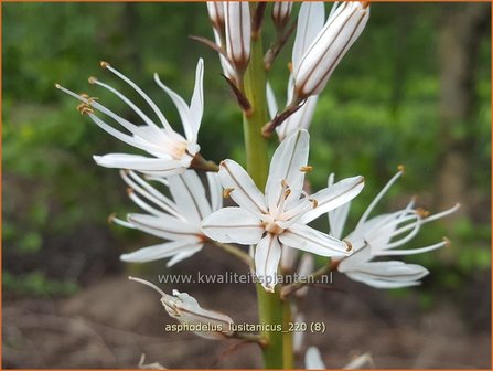 Asphodelus lusitanicus | Affodil | Affodill