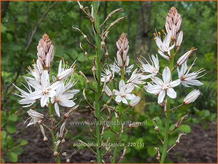 Asphodelus lusitanicus | Affodil | Affodill