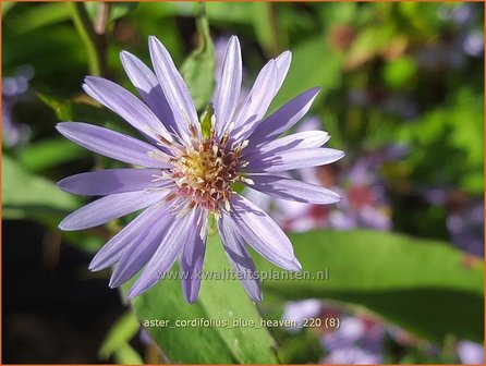 Aster cordifolius &#039;Blue Heaven&#039; | Hartbladaster, Aster | Herzbl&auml;ttrige Schleier-Aster