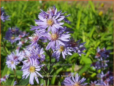 Aster cordifolius &#039;Blue Heaven&#039; | Hartbladaster, Aster | Herzbl&auml;ttrige Schleier-Aster