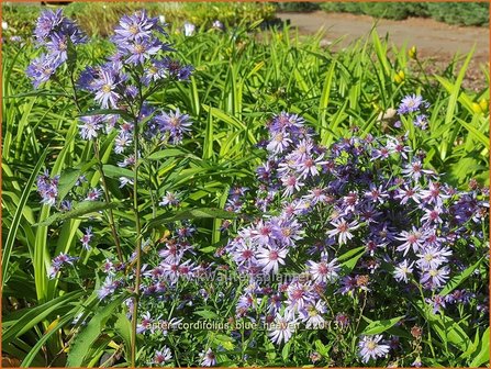 Aster cordifolius &#039;Blue Heaven&#039; | Hartbladaster, Aster | Herzbl&auml;ttrige Schleier-Aster