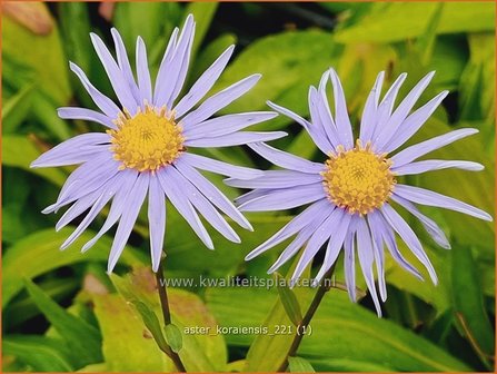 Aster koraiensis | Aster | Aster