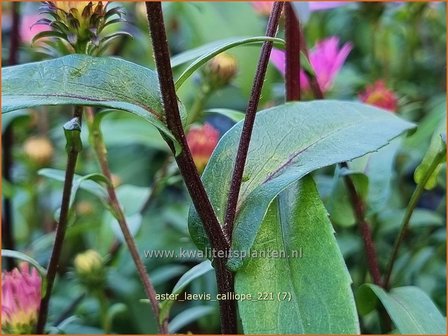 Aster laevis &amp;#39;Calliope&amp;#39; | Gladde aster, Aster | Glatte Aster