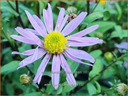 Aster laevis &amp;#39;Calliope&amp;#39; | Gladde aster, Aster | Glatte Aster