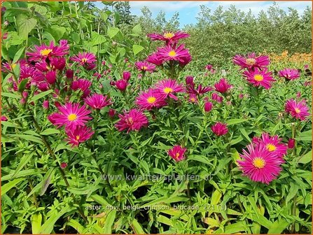 Aster novi-belgii &#039;Crimson Brocade&#039; | Nieuw-Nederlandse aster, Herfstaster, Aster | Glattblatt-Aster