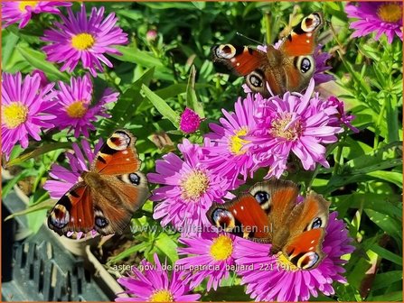 Aster novi-belgii &amp;#39;Patricia Ballard&amp;#39; | Nieuw-Nederlandse aster, Herfstaster, Aster | Glattblatt-Aster