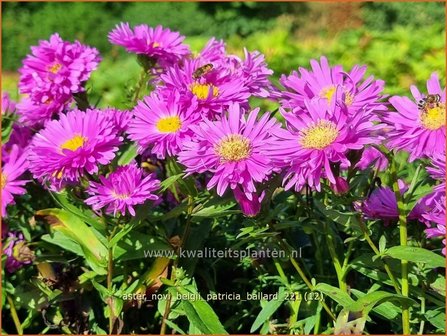 Aster novi-belgii &amp;#39;Patricia Ballard&amp;#39; | Nieuw-Nederlandse aster, Herfstaster, Aster | Glattblatt-Aster