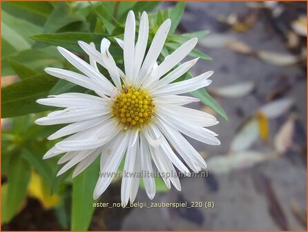 Aster novi-belgii &#039;Zauberspiel&#039; | Nieuw-Nederlandse aster, Herfstaster, Aster | Glattblatt-Aster