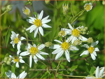 Aster umbellatus &amp;#39;Weisser Schirm&amp;#39; | Aster | Doldige Aster