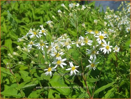 Aster umbellatus &amp;#39;Weisser Schirm&amp;#39; | Aster | Doldige Aster